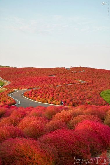 پارک ساحلی هیتاچی، ژاپن