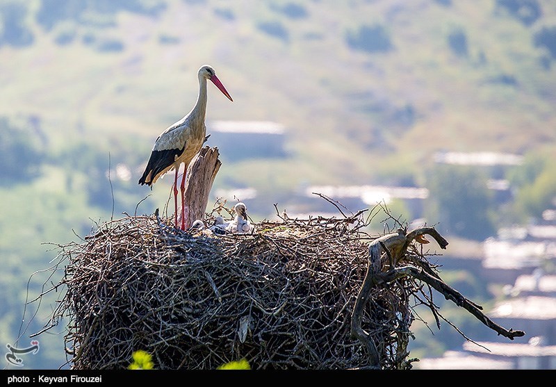 نقشه پیچیده ترامپ و بولتون/ جنگ یا مذاکره؟