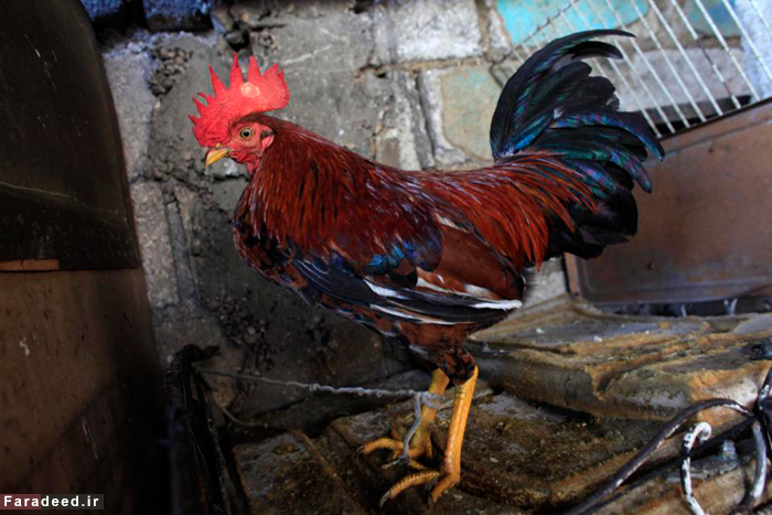 (تصاویر) سنت جنگ خروس‌های جنگی