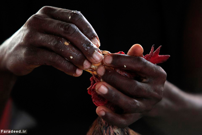 (تصاویر) سنت جنگ خروس‌های جنگی