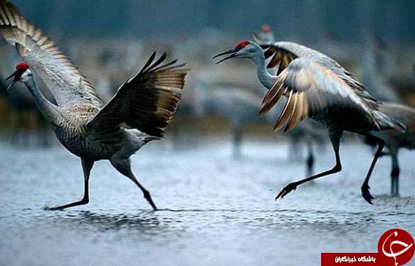 عکس های منتخب نشنال جئوگرافیک + تصاویر