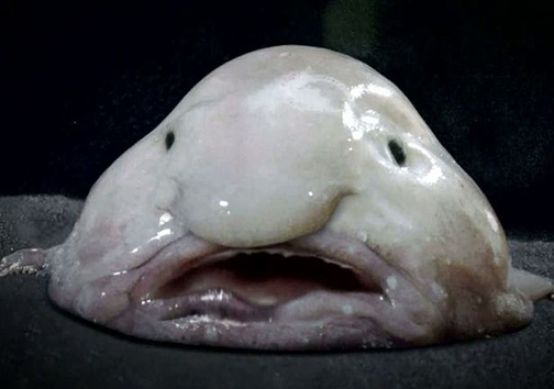 زشت‌ترین موجودات دنیا هم نباید منقرض شوند + تصاویر