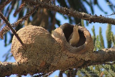  این گونه از پرندگان، آشیانه‌ی خود را با استفاده از گل و خاک رس می‌سازند. این آشیانه پرنده را از دسترس شکارچیان مخفی نگاه داشته و بعد از خالی شدن به عنوان پناهگاه، توسط دیگر پرندگان مورد استفاده قرار می‌گیرد. 