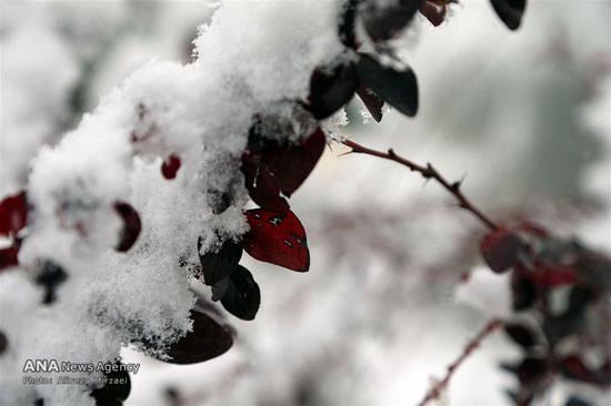 عکس: بارش برف در ارتفاعات تهران