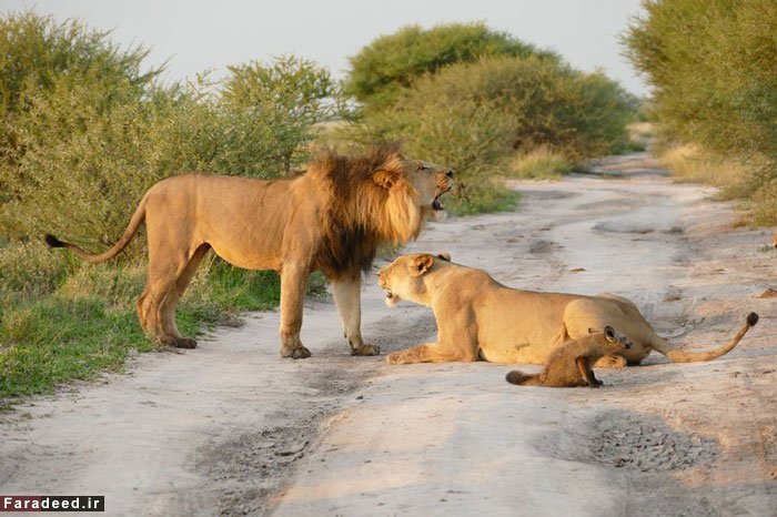 (تصاویر) محافظت ماده شیر از روباه زخمی