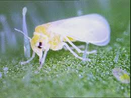 عروس مگس ها وارد تهران شد+ عکس