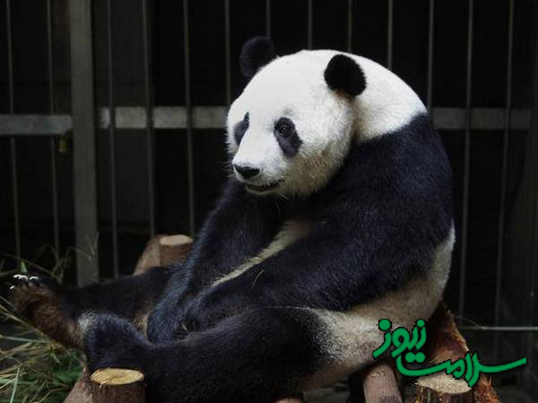 عکس/تظاهر پاندا به حاملگی برای دریافت غذای بهتر