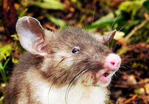 عجیب ترین جانورانی که در سال ۲۰۱۵ کشف شدند+عکس