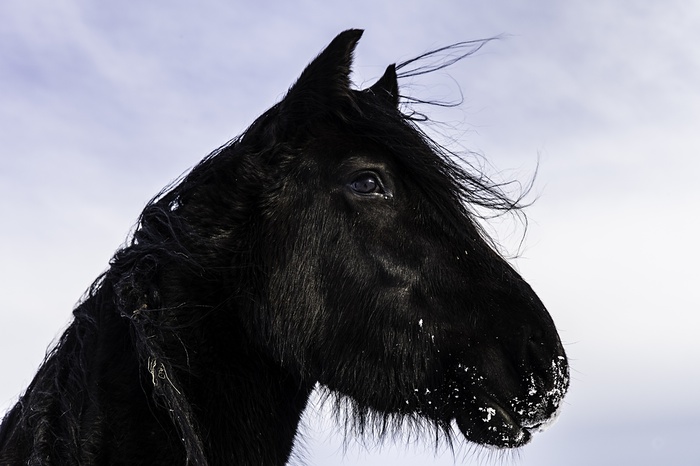 تصاویر/ یک روز برفی در انگلیس