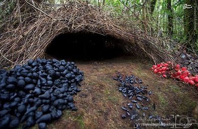  پرنده‌ی آلاچیق ساز:::::::::جنس نر این گونه از پرندگان با جمع آوری شاخ و برگ درختان، اقدام به ساخت آلاچیق یا کلبه‌های کوچکی می‌کند که برای جلب توجه جنس ماده ساخته و آماده می‌شوند. از این رو این پرنده با صبر و حوصله اقدام به تزئین و دکوراسیون خانه‌ی نوساز خود می‌کند. فضای داخلی این آلاچیق‌ها معمولاً با گل‌های رنگارنگ، سوسک، انواع میوه‌ها و خلاصه هر آن چه که جلب توجه کند، آراسته و مزین می‌شوند. نکته‌ی جالب آنکه معمولاً جنس ماده‌ جوجه‌های خود را در این آلاچیق‌ها بزرگ نمی‌کنند. 