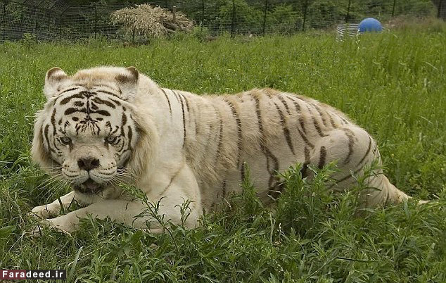 زشت‌ترین ببر جهان!