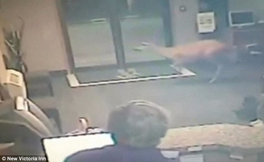 آهوی دردسر ساز در مدرسه+ تصاویر