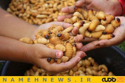 خوراک کرم های سوخاری