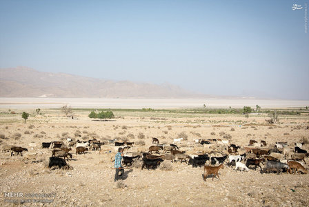 بسیاری از صاحبان باغ های حاشیه دریاچه بدلیل نداشتن آب کافی برای آبیاری درختان خود آنها را قطع کردند تا زمین را آماده تغییر کاربری نمایند. بسیاری از زمین های کشاورزی نیز بلااستفاده رها مانده اند و به محل چرای دام تبدیل شده است.br / 