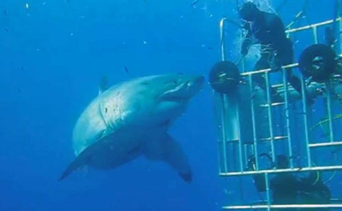 بزرگترین کوسه سفید جهان+ تصاویر