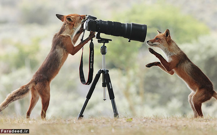 (تصاویر) عجیب و دیدنی از دنیای حیوانات