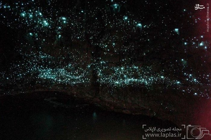 غارهای کرم شب تاب، نیوزیلند