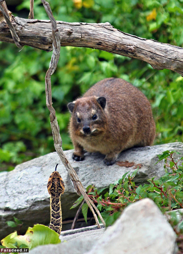(تصاویر) عجیب و دیدنی از دنیای حیوانات