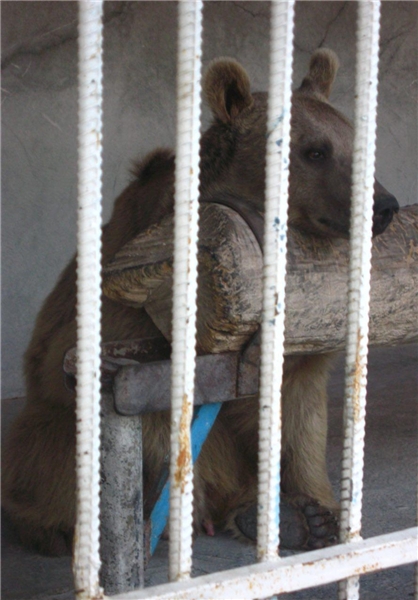 (تصاویر) وضیت وخیم باغ‌وحش تبریز