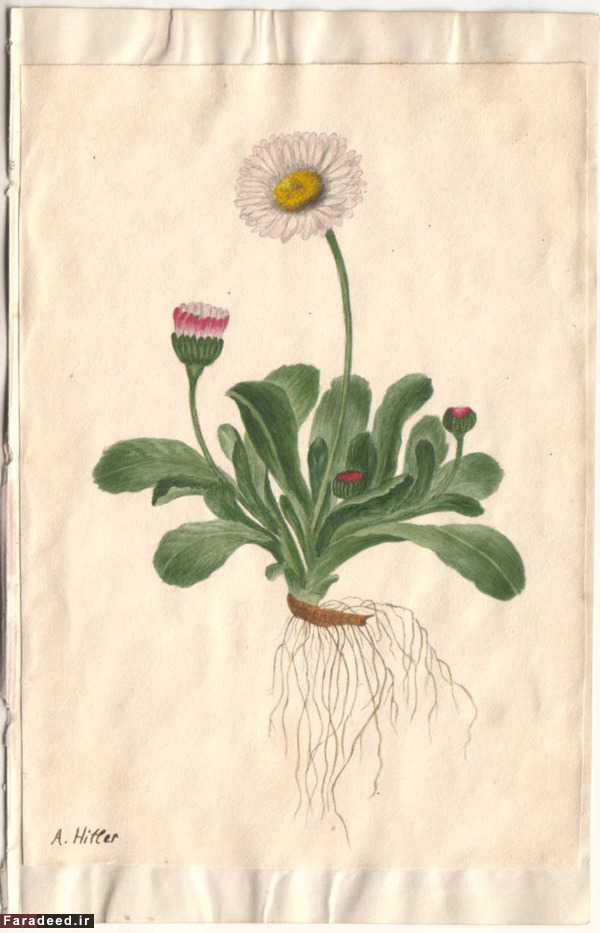 (تصاویر) نقاشی‌های آدلف هیتلر