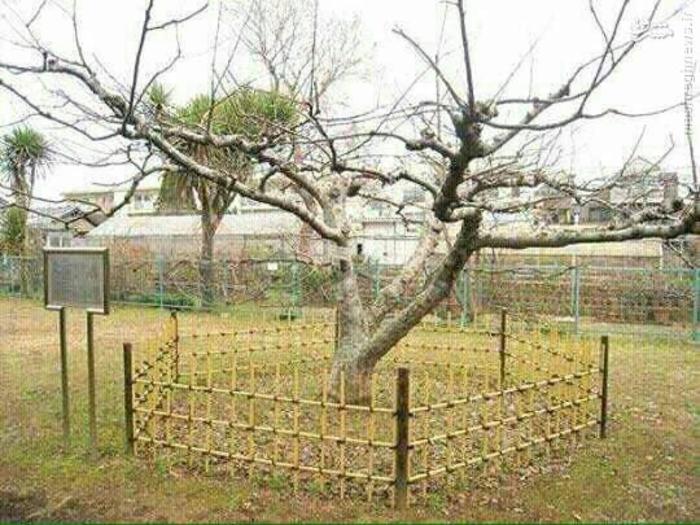 درخت سیب نیوتن/عکس