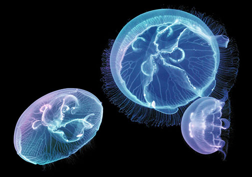 عروس‌های دریایی هم به فهرست حیوانات خانگی اضافه شدند + تصاویر