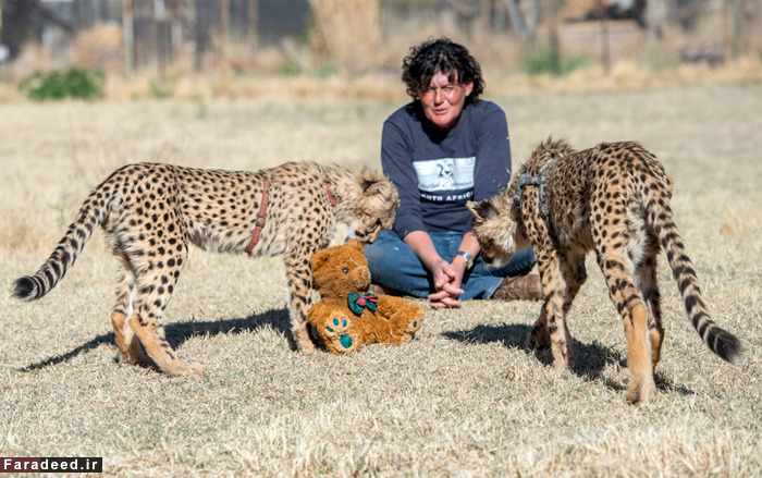 (تصاویر) رهایی زن از سرطان با عشق به یوزپلنگ