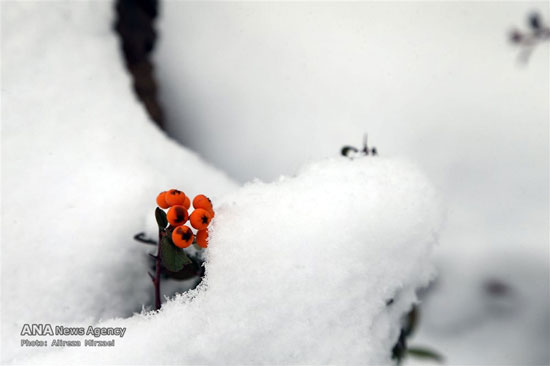 عکس: بارش برف در ارتفاعات تهران