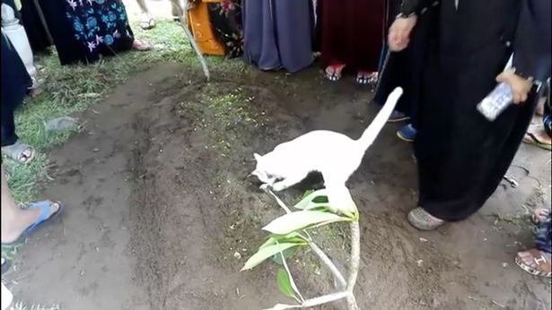 گربه ای که صاحب خود را تا خانه قبر بدرقه کرد+ تصاویر