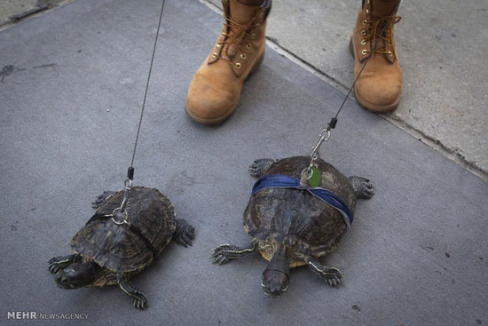 حیوانات دست آموز نامتعارف