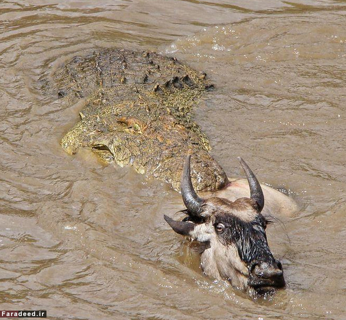 (تصاویر) عجیب و دیدنی از دنیای حیوانات