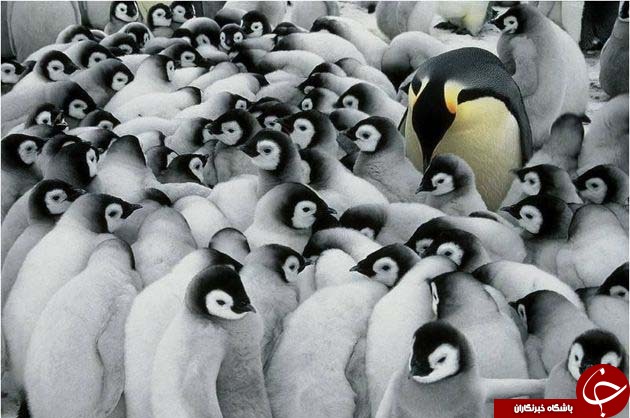 عکس های منتخب نشنال جئوگرافیک + تصاویر