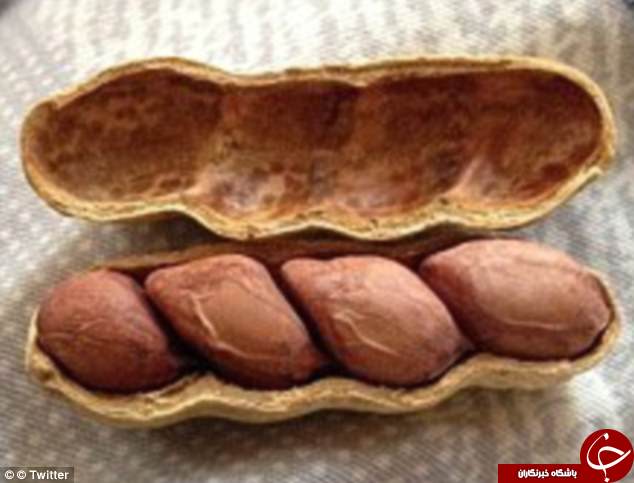 میوه‌های عجیب الخلقه در سراسر جهان+ تصاویر