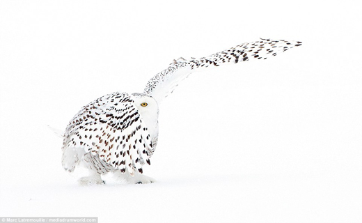 لحظه زیبای شکار جغد برفی+ تصاویر