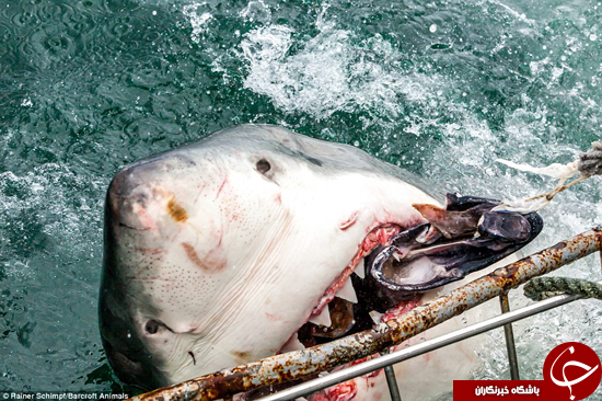 لحظات شگفت انگیز و البته وحشتناک حمله کوسه سفید + تصاویر