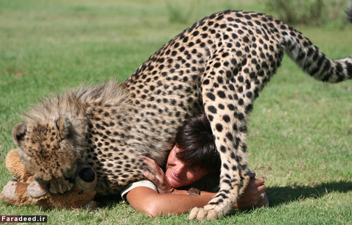 (تصاویر) رهایی زن از سرطان با عشق به یوزپلنگ