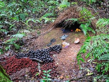  پرنده‌ی آلاچیق ساز:::::::::جنس نر این گونه از پرندگان با جمع آوری شاخ و برگ درختان، اقدام به ساخت آلاچیق یا کلبه‌های کوچکی می‌کند که برای جلب توجه جنس ماده ساخته و آماده می‌شوند. از این رو این پرنده با صبر و حوصله اقدام به تزئین و دکوراسیون خانه‌ی نوساز خود می‌کند. فضای داخلی این آلاچیق‌ها معمولاً با گل‌های رنگارنگ، سوسک، انواع میوه‌ها و خلاصه هر آن چه که جلب توجه کند، آراسته و مزین می‌شوند. نکته‌ی جالب آنکه معمولاً جنس ماده‌ جوجه‌های خود را در این آلاچیق‌ها بزرگ نمی‌کنند. 