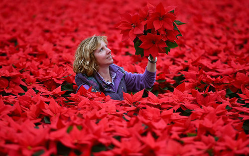 گلخانه‌ای زیبا در اسکاتلند/عکس