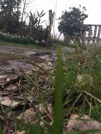 بهمن 94- روستای حسنعلی- لاهیجان