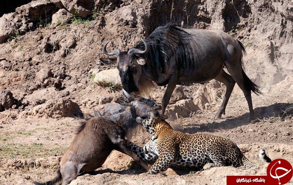 لحظه حمله مرگبار پلنگ به گله گاومیش ها +تصاویر