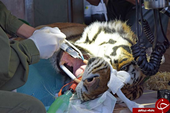 ببرها هم به دندانپزشکی می روند (عکس)