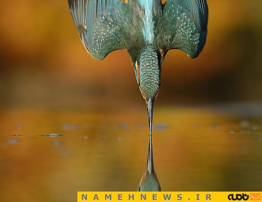 6 سال تلاش برای این عکس!