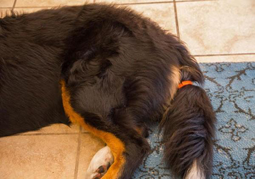 اختراع حس‌گری که احساس سگ‌ها را به شما می‌گوید + تصاویر