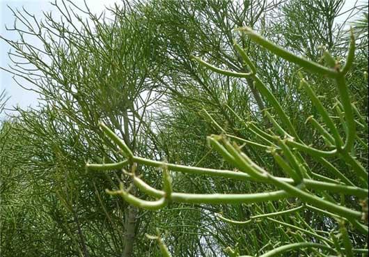 درختی که نفت تولید می‌کند/عکس