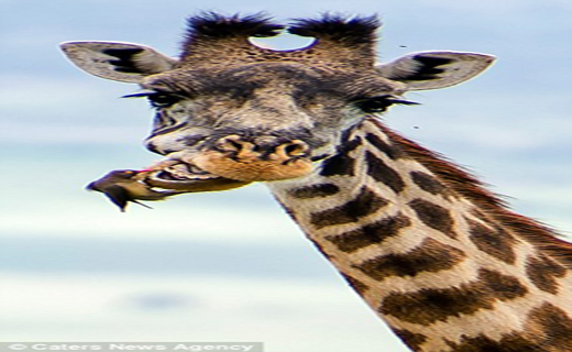 اولین پرنده دندانپزشک +تصاویر