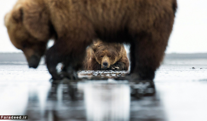 (تصاویر) عجیب و دیدنی از دنیای حیوانات
