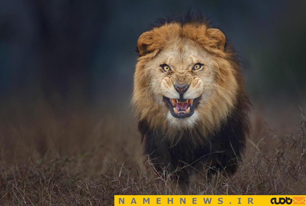 عکاسی به قیمت جان عکاس/تصویر جنجالی از شیر خشمگین