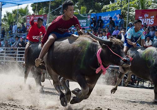 مسابقات بوفالو سواری چونبوری 2015 + تصاویر