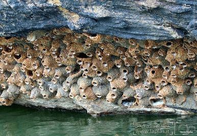  پرستوها آشیانه‌ی خود را از مواد گوناگونی می‌سازند، هر چند برخی از آنها حفره‌های خالی یا آشیانه‌های ترک شده‌ی دیگر پرندگان را به عنوان اقامتگاه خود انتخاب می‌کنند. گروهی از پرستوها، آشیانه را با استفاده از بزاق دهان خود می‌سازند، واضح است که این نوع آشیانه خوردنی بوده و توسط گروهی دیگر به عنوان غذا مورد استفاده قرار می‌گیرد. 