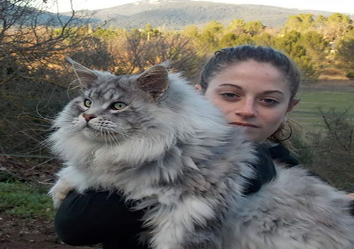 گربه‌ی مین کُن، بزرگ‌ترین نژاد گربه‌های خانگی + تصاویر